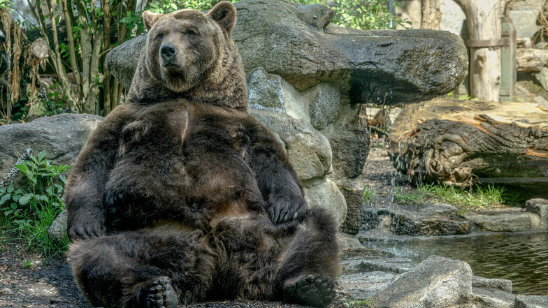 Bekannt ist der Tierpark vor allem für seine Bären.  Seit 2010 ist der Bär auch das Leittier des Zoos. 
