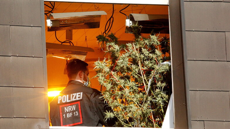Ein Polizist untersucht in Nordrhein-Westfalen während einer Drogenrazzia in einem Haus eine Cannabis-Pflanze.