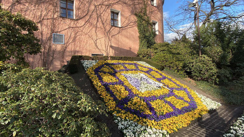 Die Blumenuhr in Zittau hat jetzt ein Frühjahrskleid.
