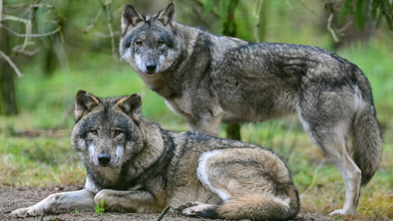Geht es nach der CDU im Bundestag, soll es ein Bestandsmanagement für Wölfe geben. Das schließt Abschüsse ein..
