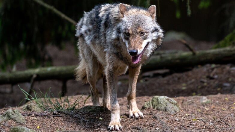 Umfrage: Sollte der Wolfsbestand in Sachsen reguliert werden?