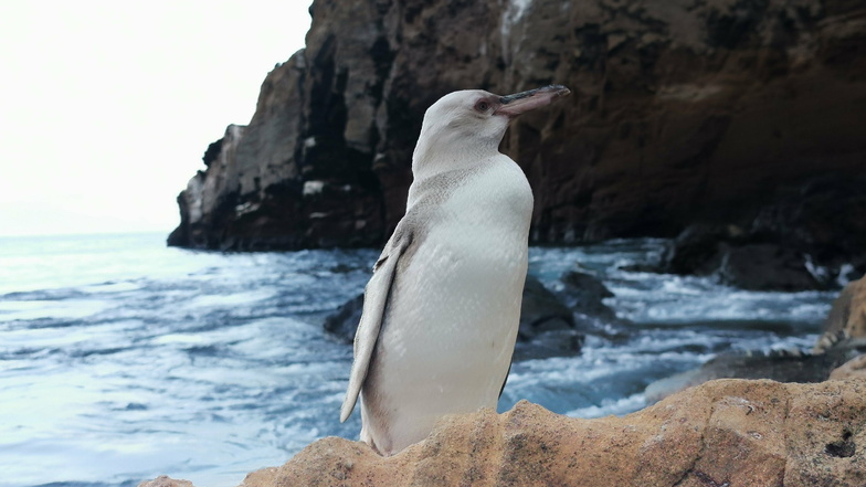 Ein weißer Pinguin steht in Punta Vicente Roca, nördlich der Insel Isabela. Ein Touristenführer erspähte das seltene Tier auf Isabela, der größten Insel des Archipels.