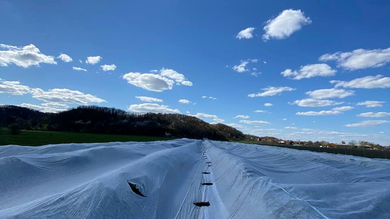 Seltsamer Anblick - mit Hunderte Meter langen Vliesbahnen sind Stachelbeersträucher bei Bioobst Görnitz in Sörnewitz abgedeckt.