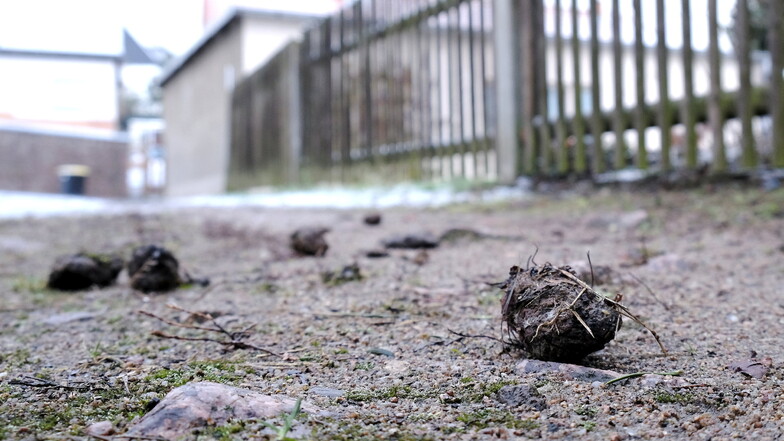 Auch in Großenhain häufen sich die Tretminen. Die Stadt geht nun gegen Hundehaufen auf den Fußwegen vor.
