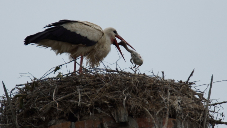 Einer der Altvögel hält auf dem Nest in Großbauchlitz einen toten Jungvogel im Schnabel.