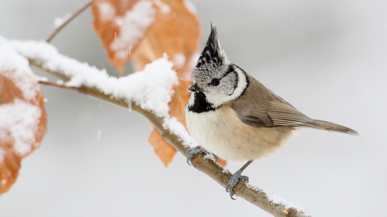 Neben Blau- und Kohlmeise könnte den Zählenden bei der Stunde der Wintervögel auch solch eine Haubenmeise ins Blickfeld fliegen.