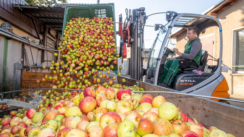 Sieht viel aus, ist aber vergleichsweise wenig: In der Kelterei Neubert fehlen viele Tonnen Äpfel. Vor allem die Lohnmosterei durchlebt eine schwere Zeit.