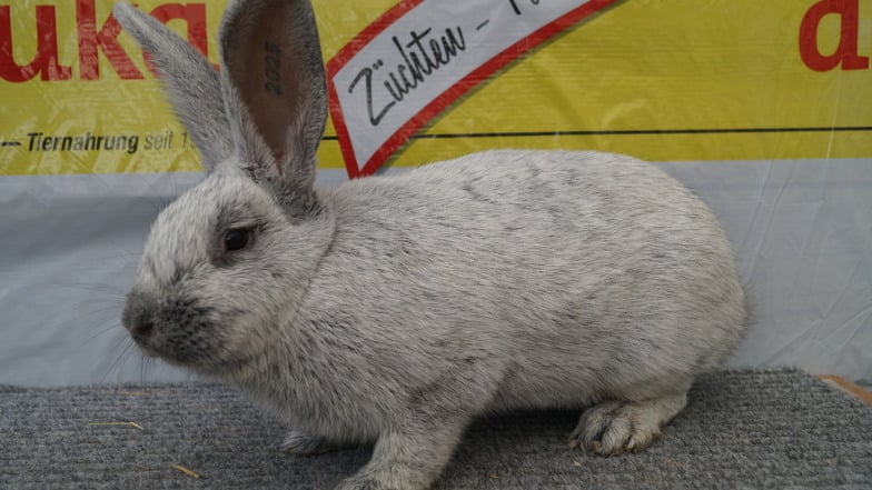 Kaninchenzüchter zeigen ihre Prachtexemplare