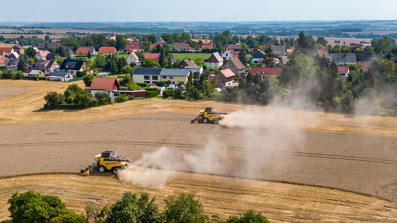 Die Getreideernte ist in der Region Döbeln in vollem Gange. Mit der geernteten Menge ist der sächsiche Bauernpräsident Torsten Krawczyk grundsätzlich zufrieden.