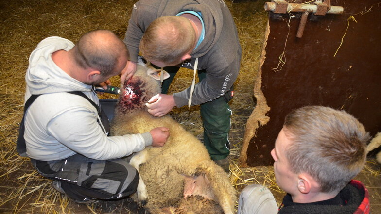 Im Stall von René Mais wurde das Schaf versorgt, das einen Kehlbiss beim Wolfsüberfall erlitt.