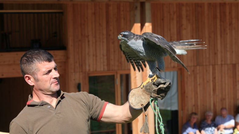 Falkner René von der Falknerei und Greifvogel-Pflegestation Doberschau-Gaußig zeigt den Besuchern vorm Walderlebniszentrum in Leupoldishain Greifvögel, unter anderem Habicht Kuno, der zwölf Jahre alt ist.