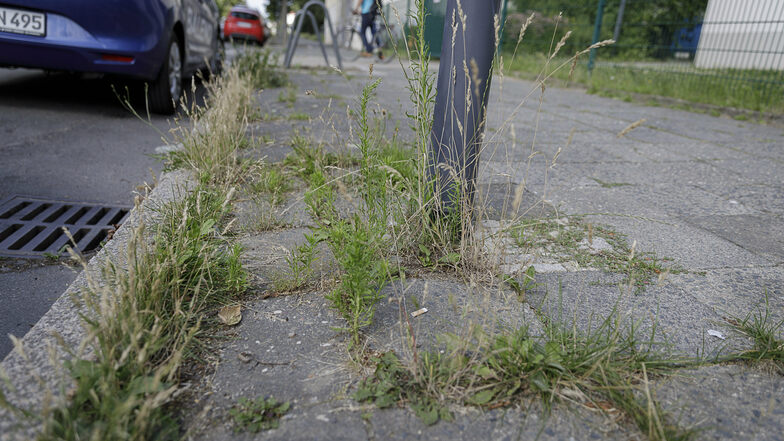 Mittlerweile hat die Stadt die Baumscheiben auf der Clara-Zetkin-Straße gepflegt. Aber in den Pflasterfugen wächst noch immer das Gras.