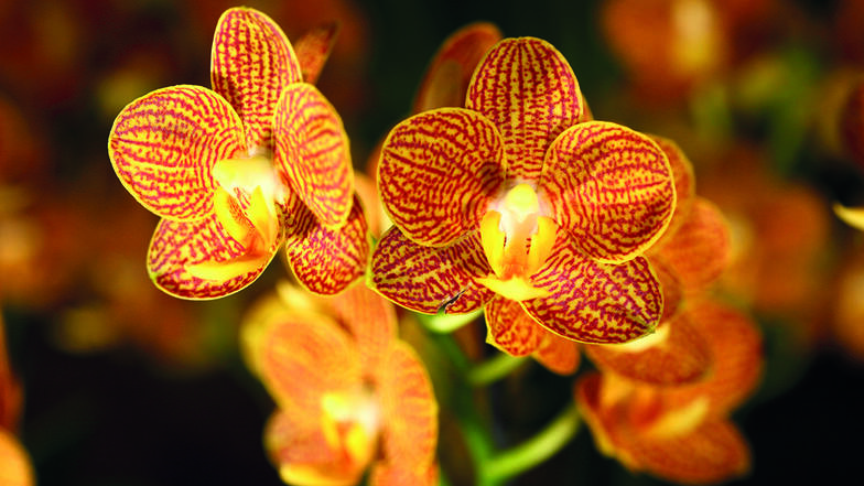Viele Tipps und Tricks für Zuhause verraten die Züchter der Orchideenausstellung. 