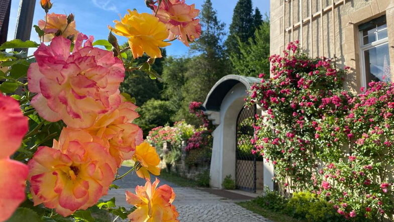 Schlosspark Thürmsdorf im Rausch der Rosen