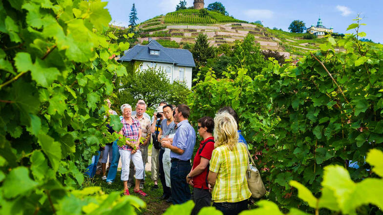 Führungen durch die Weinberge im sächsischen Elbland sowie der Besuch einzelner Weingüter sind Teil der zu den Angebotspaketen, die von der Dresdner Tourismusorganisation geschnürt wurden.