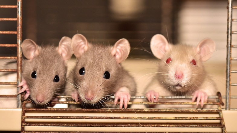 Frau hortet Ratten in Wohnung - gut 800 Tiere befreit