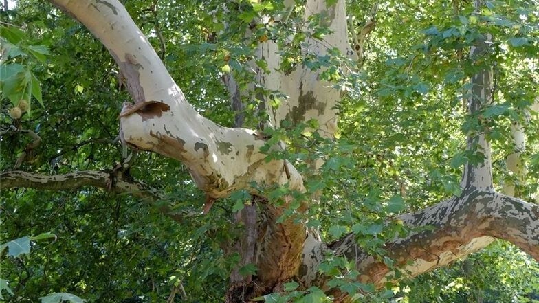 Nicht ganz so alt, dafür lebendig, ist Meißens ältester Baum – die 250 Jahre alte Platane im Siebeneichener Schloßpark. 