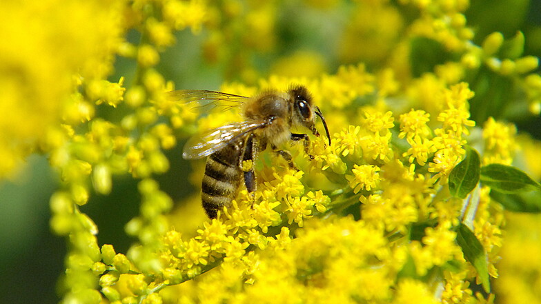 Freital: Biene im Auto – drei Kinder leicht verletzt
