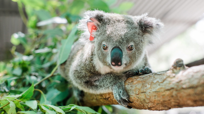 Koala verblüfft Tierschützer: Brandopfer Ember wird wieder Mutter