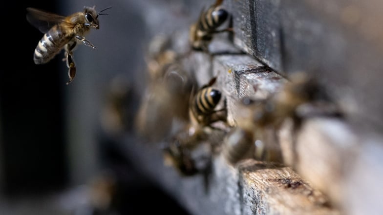 Bienenstöcke in Roßwein angezündet