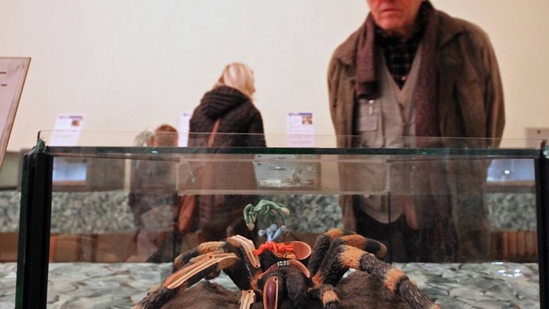 Hier betrachtet ein Besucher das Modell einer riesigen Spinne.