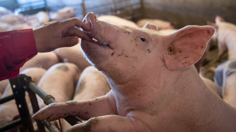 Sächsische Schweine allein reichen nicht aus, um die Nachfrage nach Fleisch und Wurst zu erfüllen. Aber es gibt keinen großen Schlachthof mehr im Freistaat.