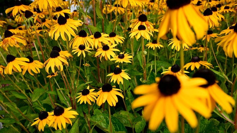 Blütenpracht im Spätsommer: Sonnenhüte sind nicht nur eine Augenweide. Mit ihren offenen Korbblüten ernähren sie auch viele Insekten.