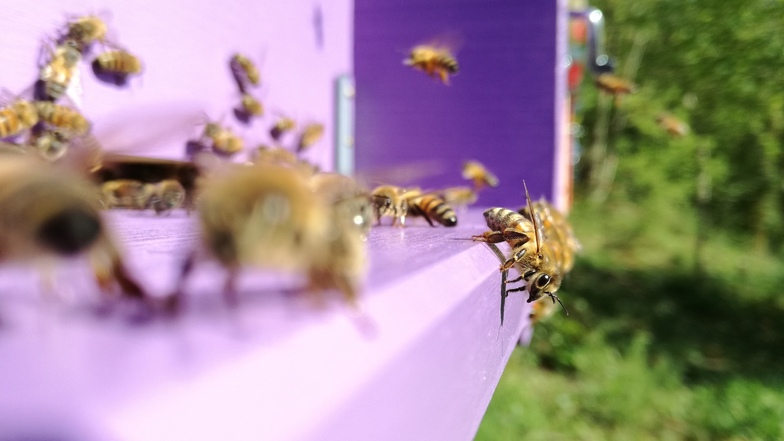 Mit einfachen Tipps und Tricks schaffen Sie ideale Bedingungen für Honig- und Wildbienen. LandMAXX hilft Ihnen dabei.