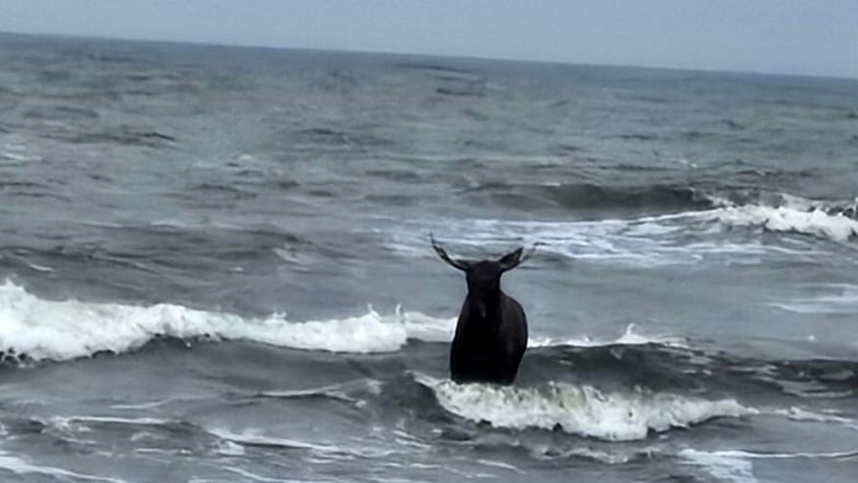 Ein Elch steht vor dem Strand von Ahlbeck auf Usedom im Wasser der Ostsee.