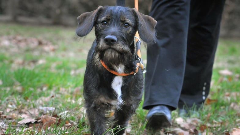 Löbauer Tierschützerin startet Petition wegen Hundesteuer - sofort tausende Unterstützer