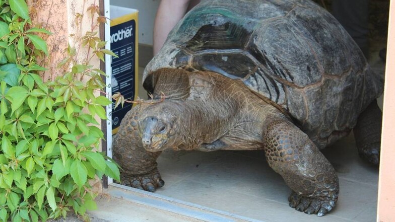 Es handelt sich um zwei Aldabar-Riesenschildkröten namens Hugo III und Hugo IV, ...