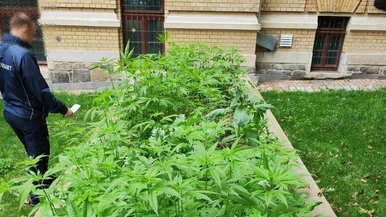 Diese Cannabis-Pflanzen sollten in Leipzig sprießen, doch die Polizei erntete zwei Hochbeete vorzeitig ab.