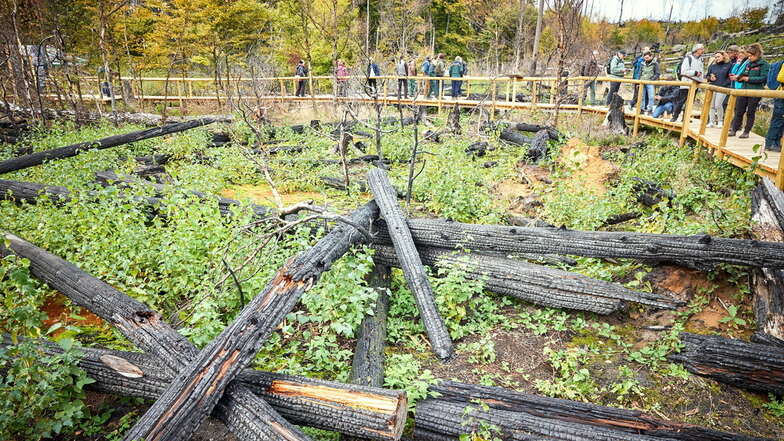 Der Weg zur Wildnis führt auf Holzbohlen über eine Waldbrandfläche von 2022.
