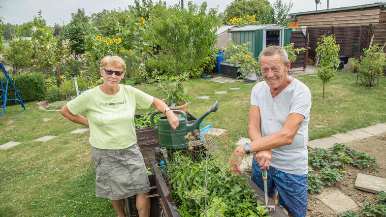 Monika und Joachim Laufer in ihrem Kleingarten in Königshufen. Die Ernte hat bereits begonnen – viel früher als im Vorjahr.