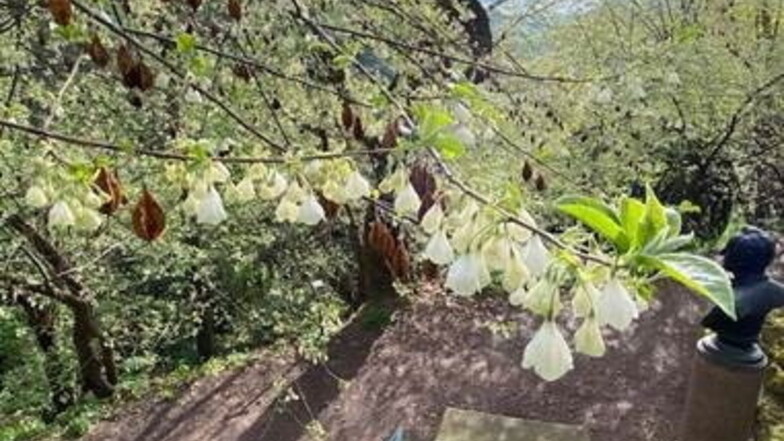 Der Schneeglöckchenbaum im Forstbotanischen Garten in Tharandt steht in voller Blütenpracht.