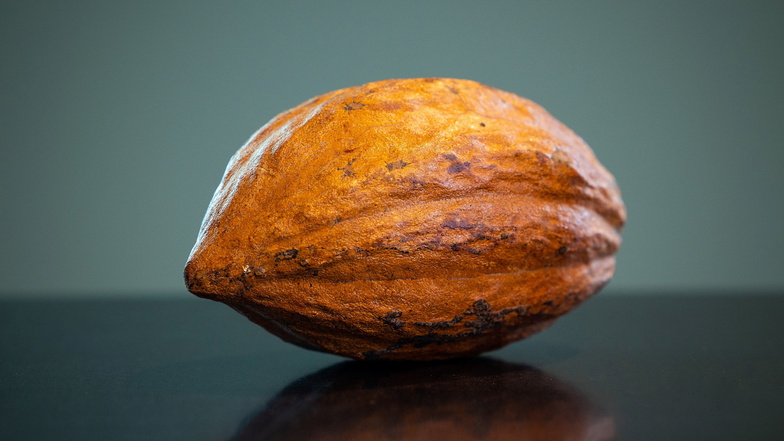 Mit der Kakaoschote fängt alles an. Adoratio verarbeitet Bio-Ware aus Peru. Eingekauft werden in der Regel die fermentierten Bohnen des Criollo-Kakaos. Einige Schoten lässt sich die Manufaktur aber auch im Ganzen aus Sri Lanka kommen, um sie den Teilnehmern der Schokoladenkurse vorzuführen.