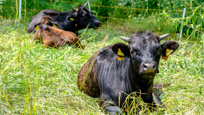 Für 28 Rinder sucht das Landratsamt Bautzen neue Besitzer.