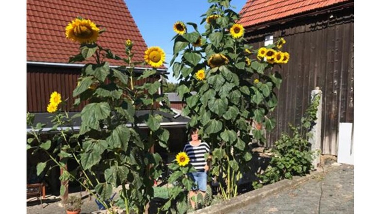 Wie hoch diese Sonnenblumen sind, weiß Fotograf Ingo Freudenberg nicht. Allerdings ist anhand seiner Frau zu sehen, dass  es einige Meter sein müssen. Gewachsen sind sie in ihrem Hof in Friedersdorf. 