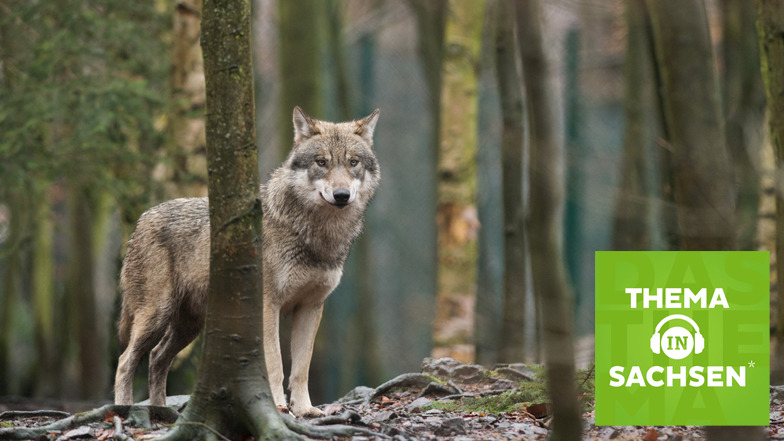 Sollte es für den Wolf eine jährliche Abschussquote geben? Die Kernfrage in der neuen Folge "Thema in Sachsen".