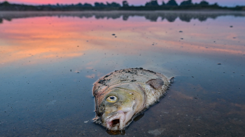 Fast 200 Tonnen toter Fische in der Oder geborgen