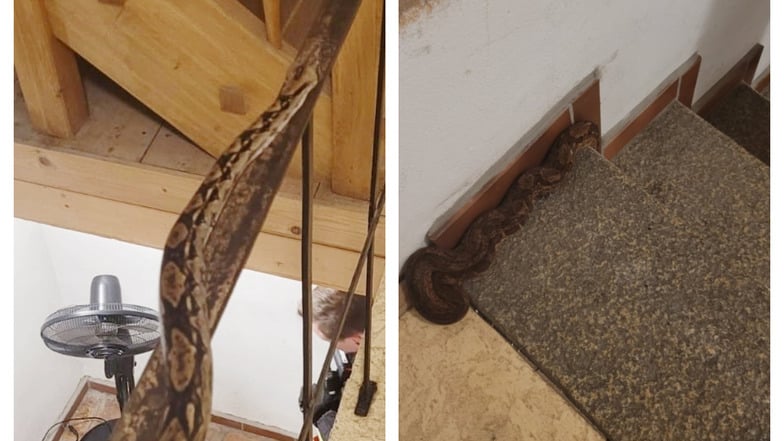 Betrunkener pöbelt und setzt acht Schlangen im Treppenhaus aus