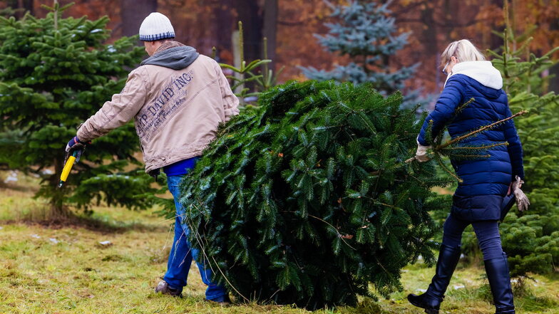 Selbst geschlagen ist der Weihnachtsbaum am frischsten. Wo es im Landkreis SOE Bäume gibt und was sie dieses Jahr kosten.
