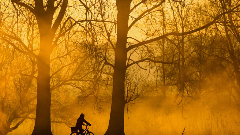 In 12 Wäldern in Sachsen werden Wege für Radfahrer ausgebaut.