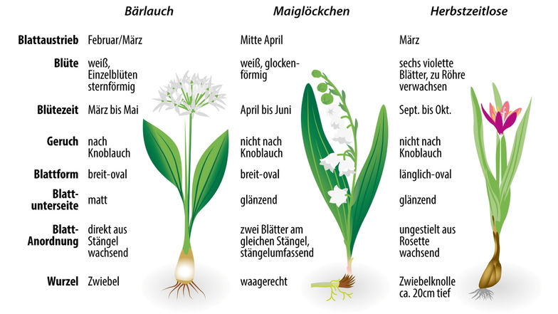 Die Unterscheidungsmerkmale von Bärlauch, Maiglöckchen und Herbstzeitlosen auf einen Blick.