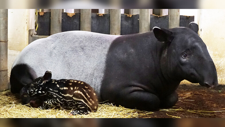 Kleiner Tapir-Bulle in Leipzig hat es nicht geschafft und wurde eingeschläfert