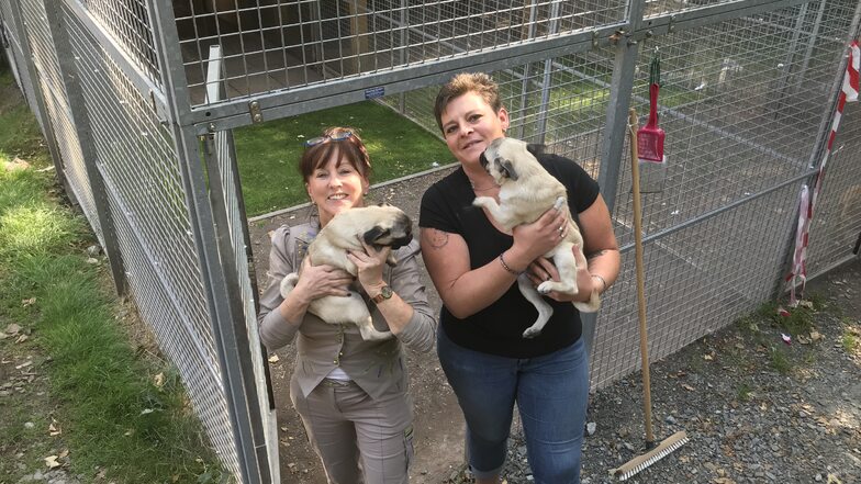 Die Vorsitzende des Tierschutzvereins Freital Regina Barthel-Marr (links) mit Tierheimleiterin Anja Witzmann: Auf dem Arm haben sie jeweils einen Mops aus der Schmugglerfahrt.