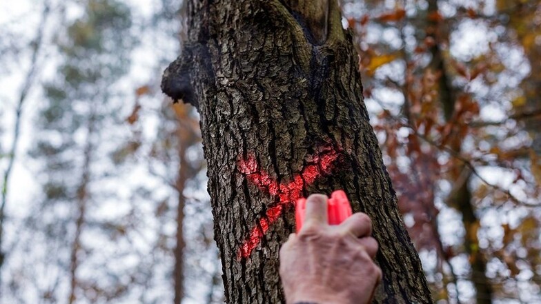 In Oelsa muss Hänel Bäume markieren, die wegen des Sturms „Herwart“ ihre Standfestigkeit verloren haben.