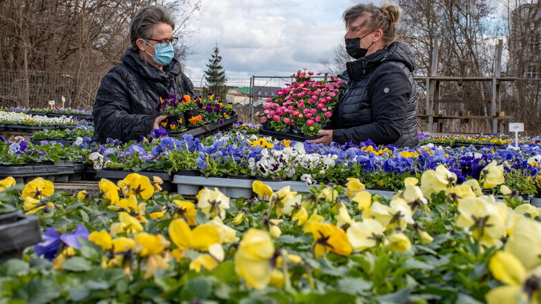 Bei BluBäu in Döbeln decken sich Antje Schubert aus Roßwein (links) und Petra Alexander aus Naußlitz mit Blumen ein. Die Roßweinerin pflanzt jedes Jahr Hornveilchen, die Naußlitzerin sucht passende Pflanzen für ihren Balkon. Beide besuchen den Gart