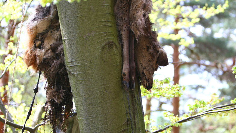 Tote Hirschkuh im Baum im Nationalpark: Was die Bilder der Wildkamera verraten