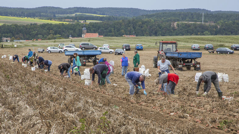 Rund 270 Dezitonnen Kartoffeln sind pro Hektar dieses Jahr auf dem Acker zwischen Dippoldiswalde und Oberfrauendorf gewachsen. Der Andrang auf dem Kartoffelfeld zur Selbstlese war groß, und jeder fand genug. Letztes Jahr war das nicht so.